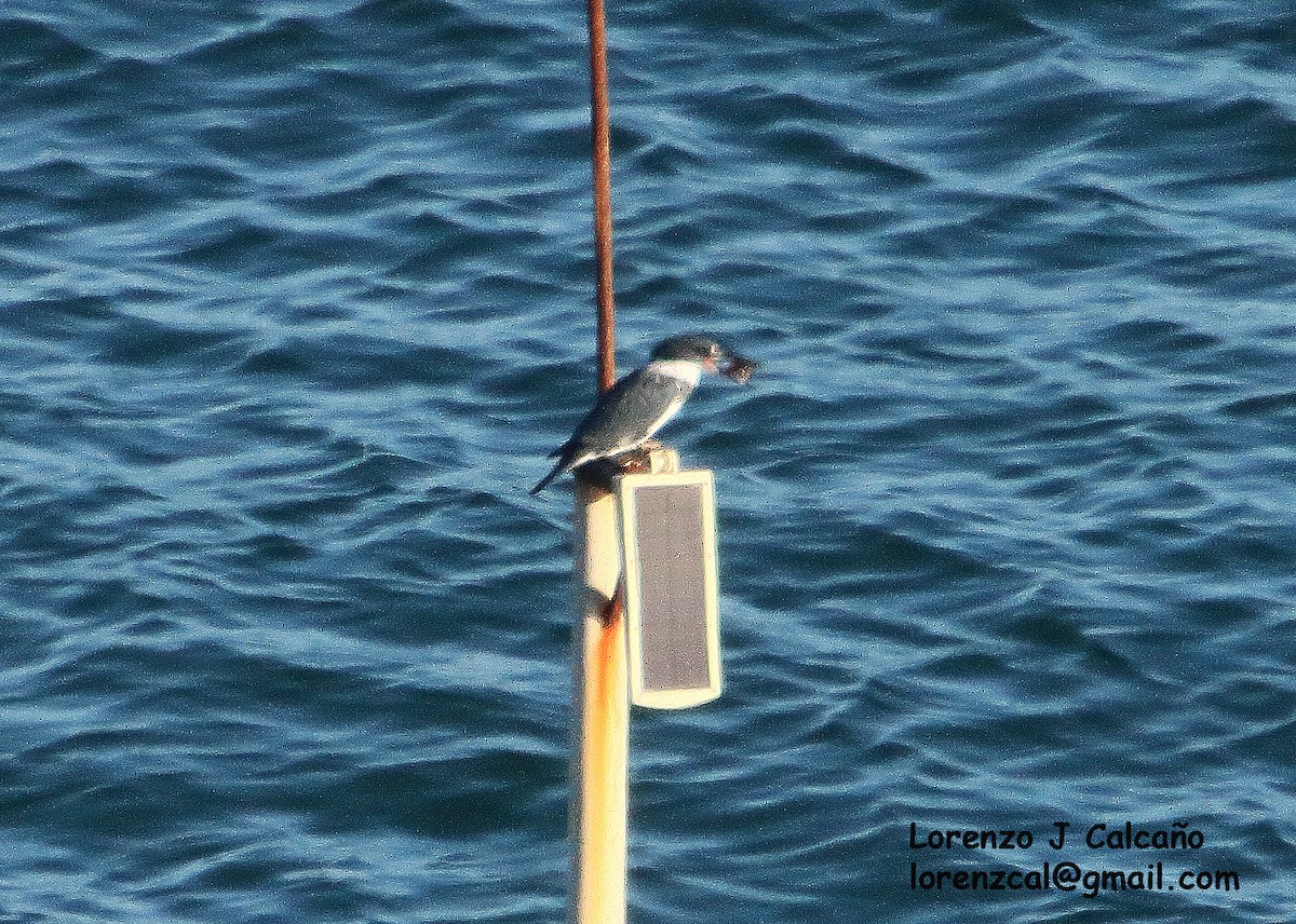 Belted Kingfisher - ML537926421