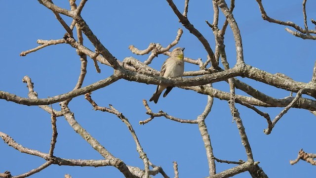 Yellow-throated Sparrow - ML537926451