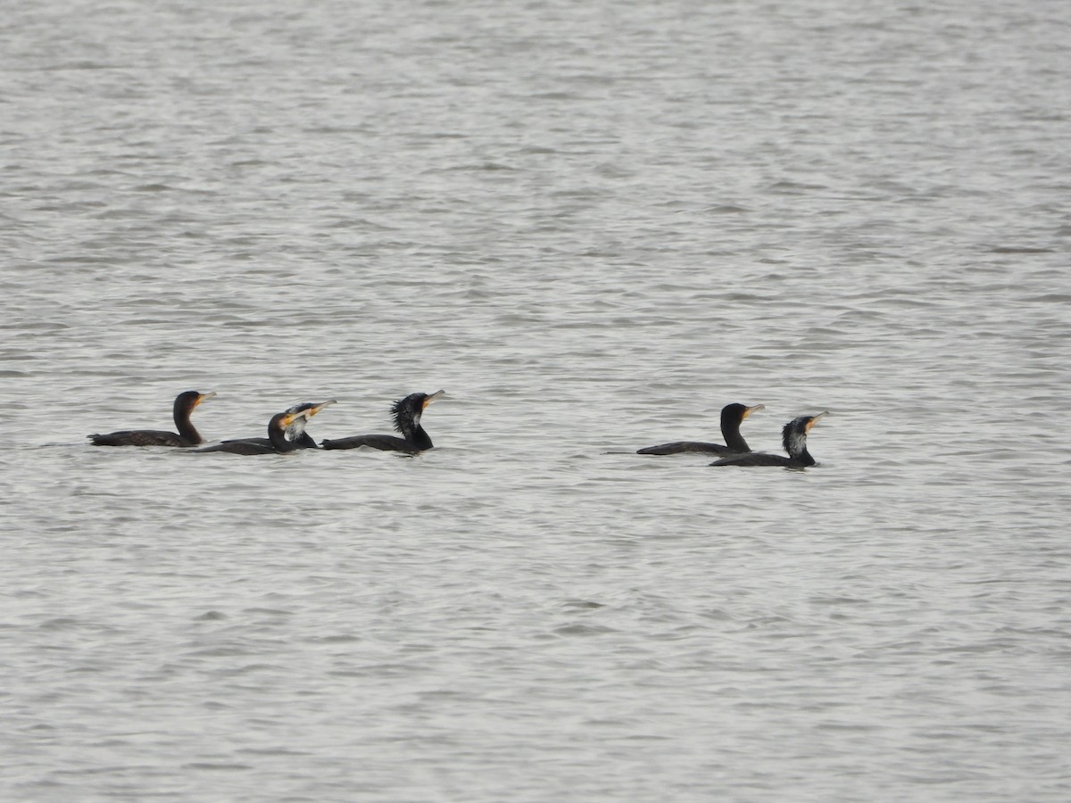 Great Cormorant - ML537927301