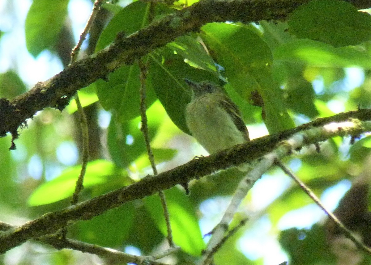 White-bellied Tody-Tyrant - ML537927661