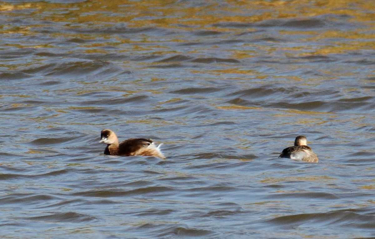 Little Grebe - ML537929501