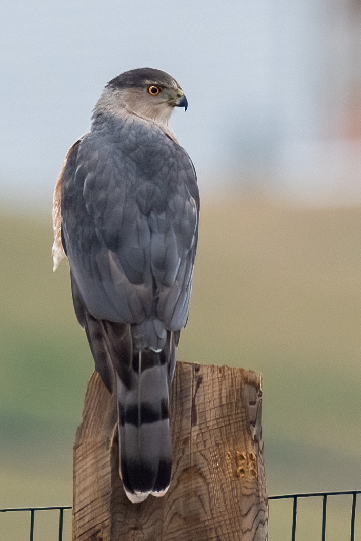 Cooper's Hawk - Kayann Cassidy