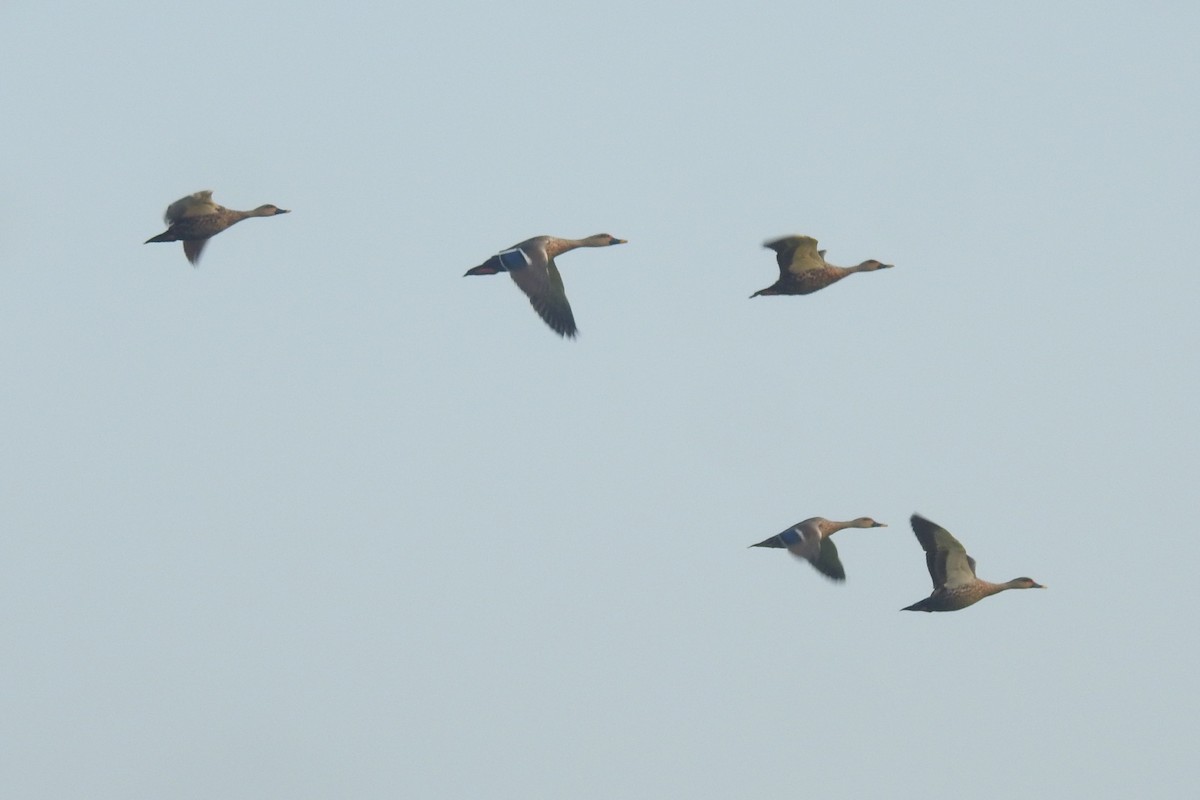 Indian Spot-billed Duck - ML537930331