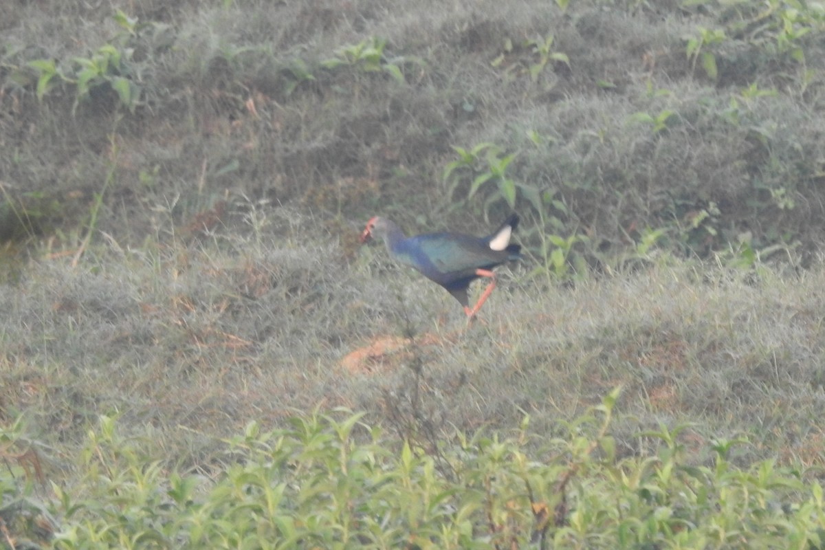 Gray-headed Swamphen - ML537930901