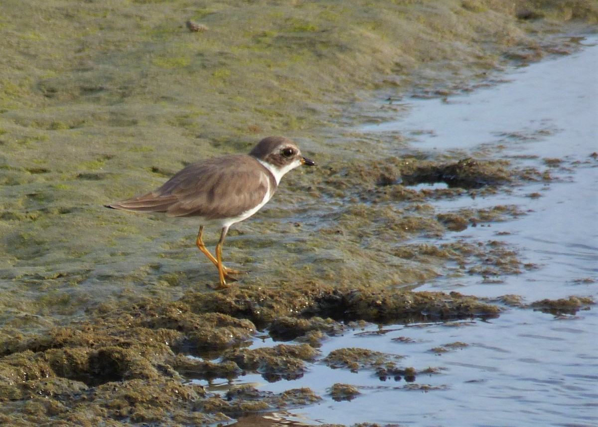 Semipalmated Plover - ML537931271