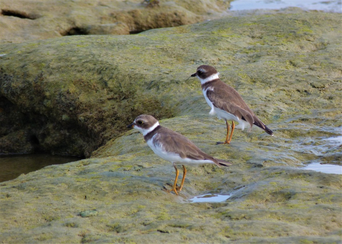 Semipalmated Plover - ML537931281