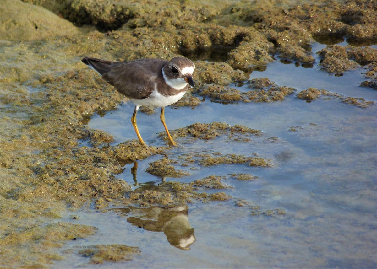 Semipalmated Plover - ML537931291