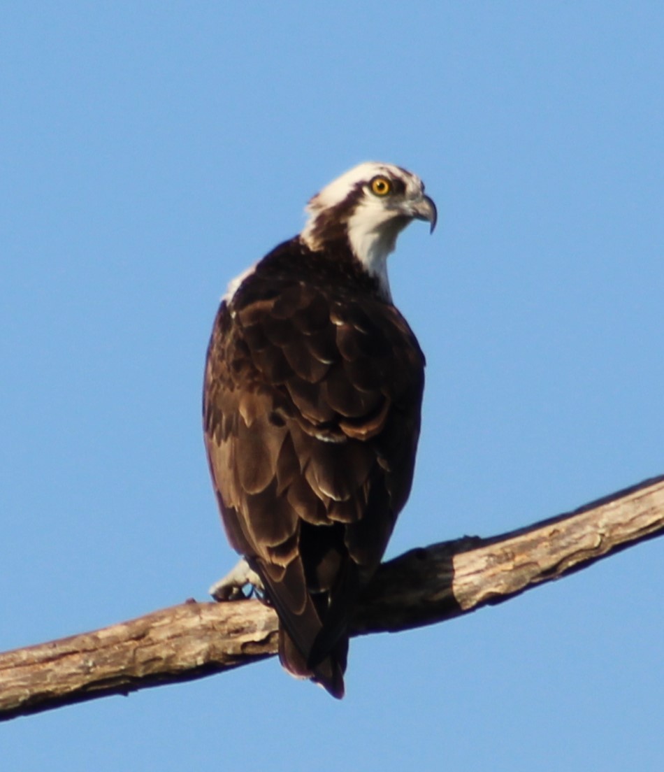 Osprey - ML537931471