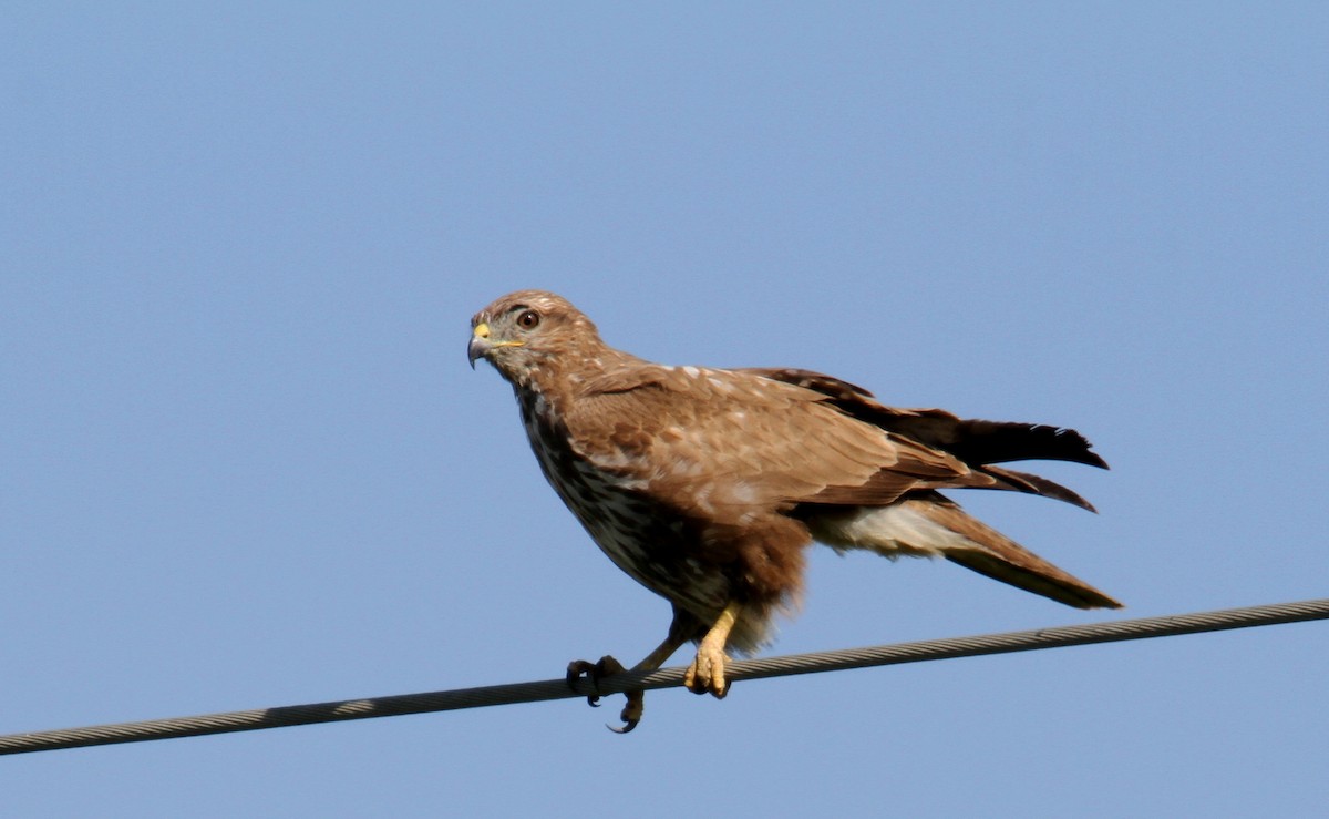 Buse variable - ML537931821