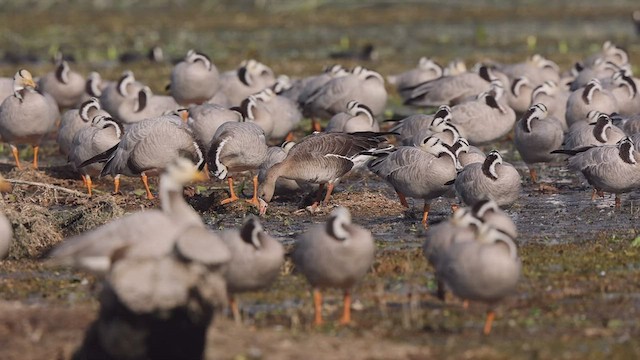 Greater White-fronted Goose - ML537931881