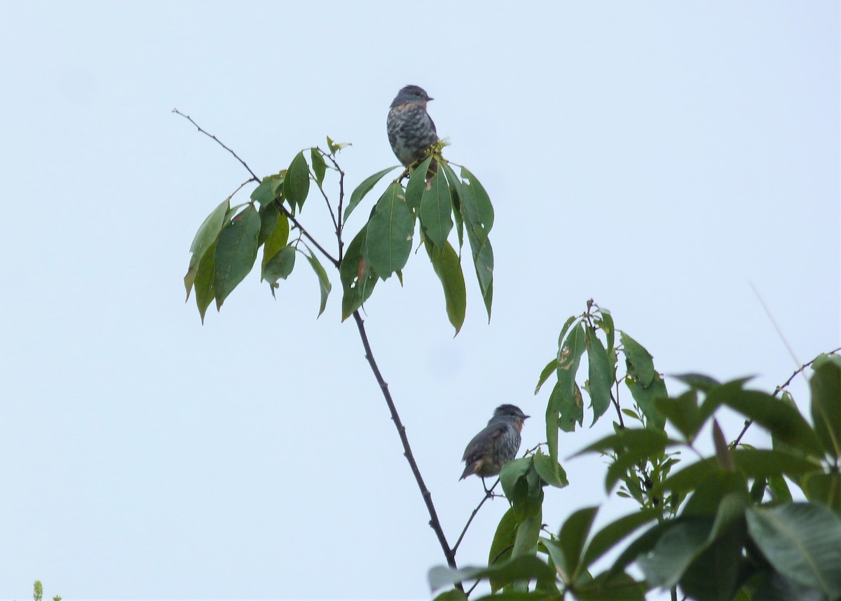 Buff-throated Purpletuft (Southern) - ML537932901