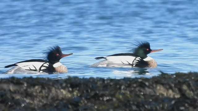 Red-breasted Merganser - ML537933491