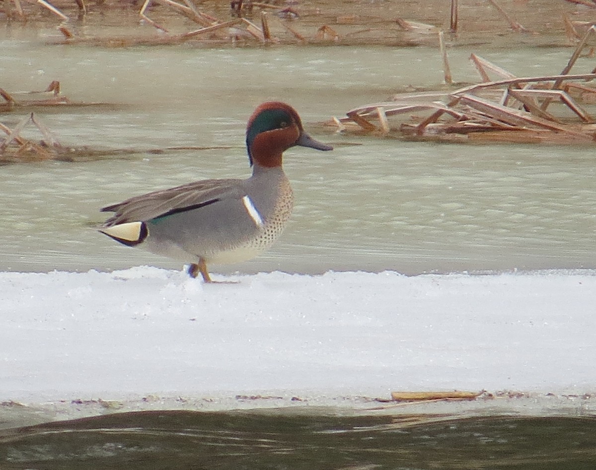 Green-winged Teal - Glenn Hodgkins