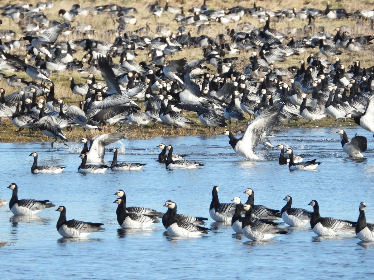 Barnacle Goose - Martin Rheinheimer