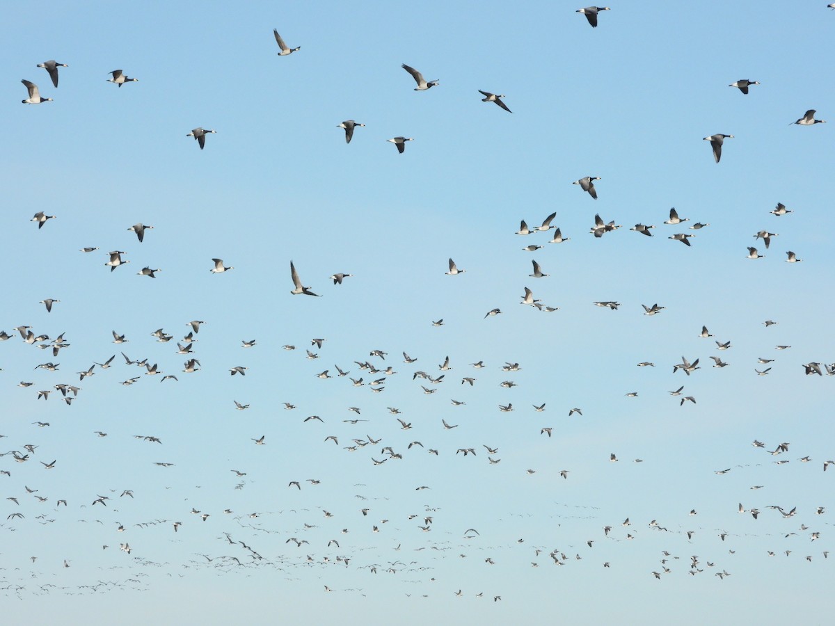 Barnacle Goose - Martin Rheinheimer