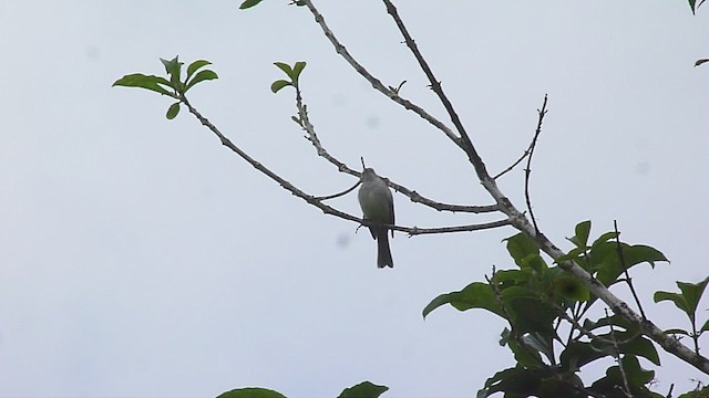 Fiofío Belicoso - ML537934071