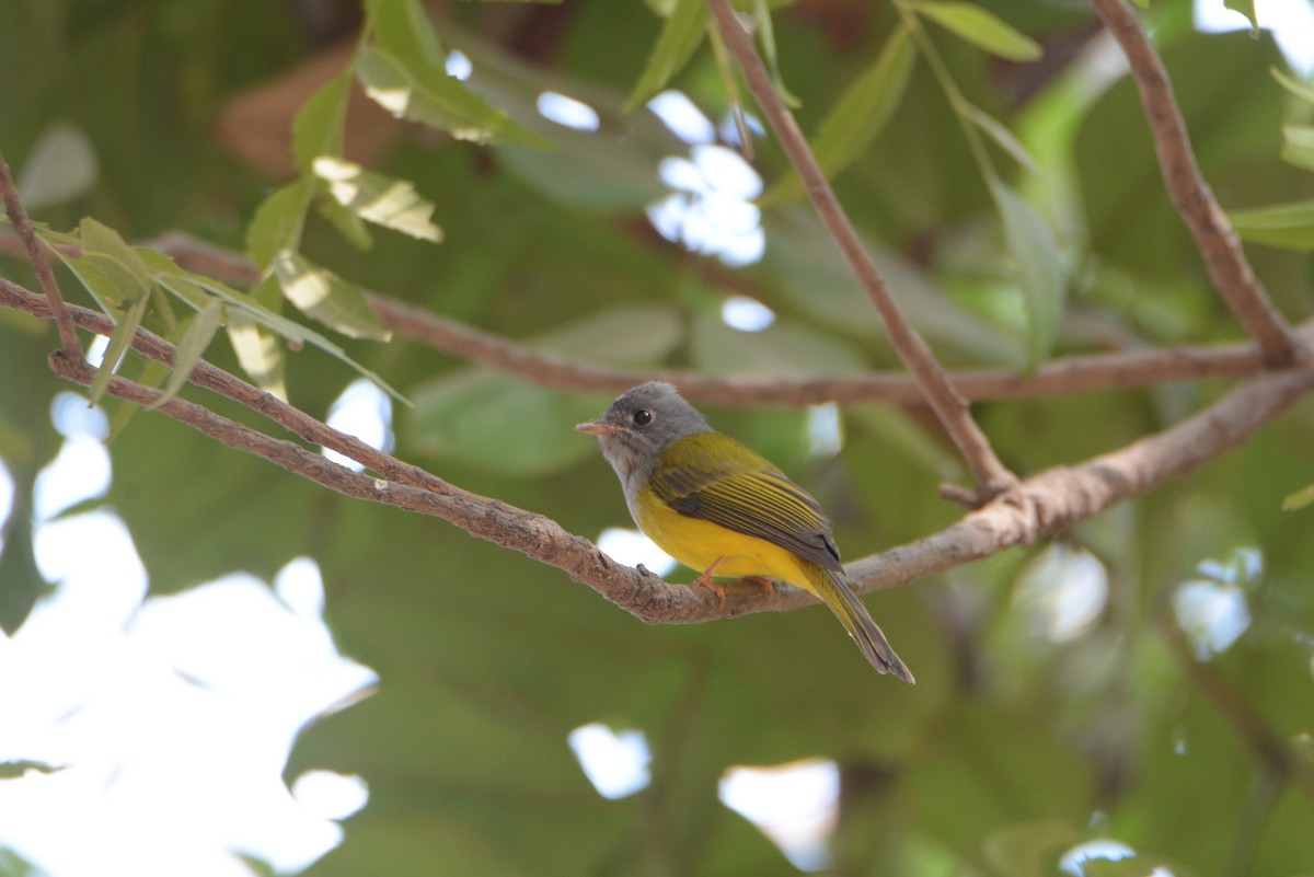 Gray-headed Canary-Flycatcher - Anup Chavda