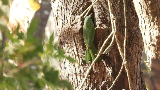 Blue-bearded Bee-eater - ML537935121