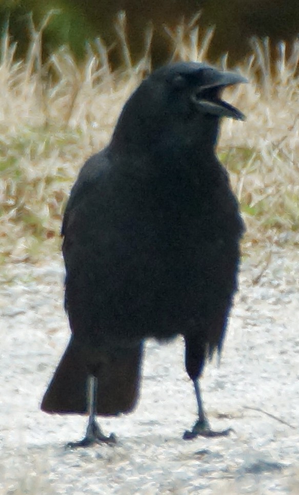 American Crow - ML537935631