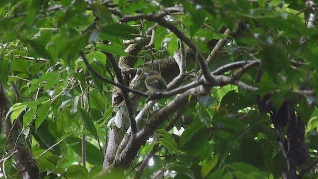 コビトドリモドキ属 - ML537935731