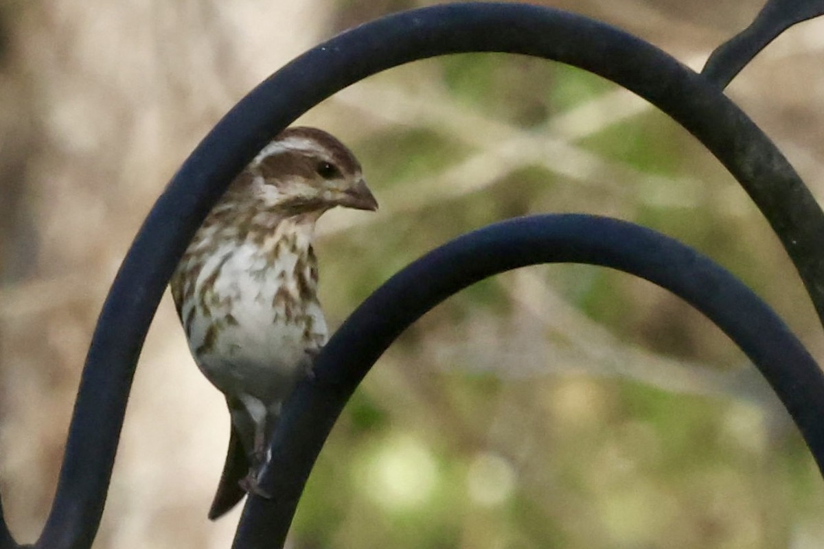 Purple Finch - ML537936231