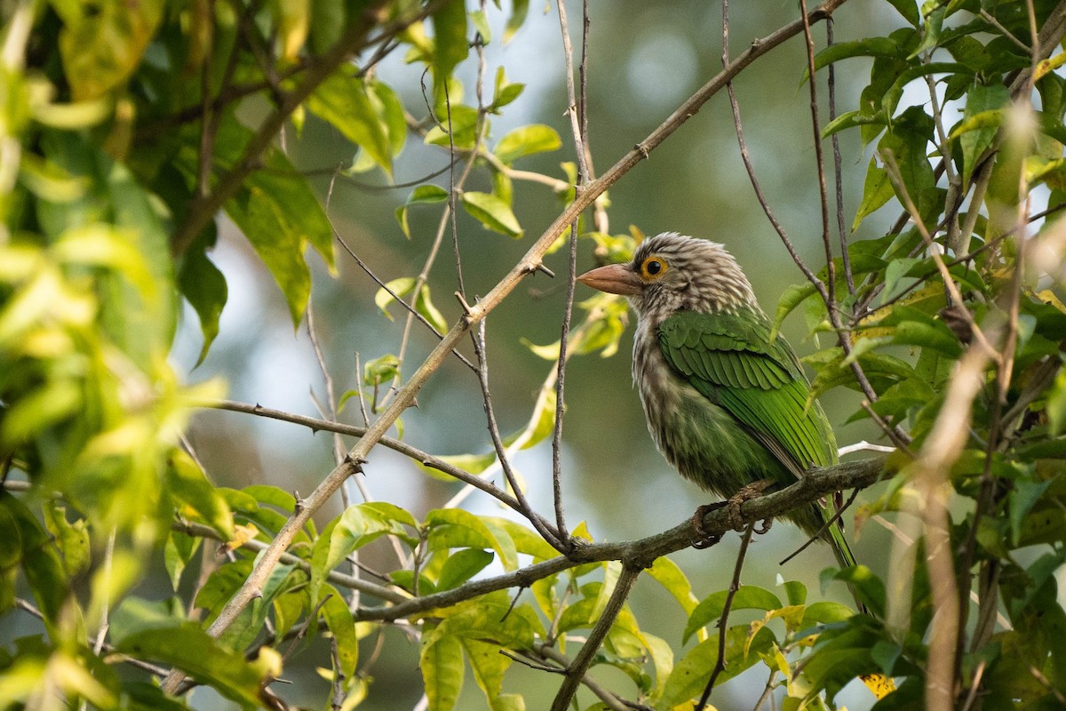 Brown-headed Barbet - ML537936971