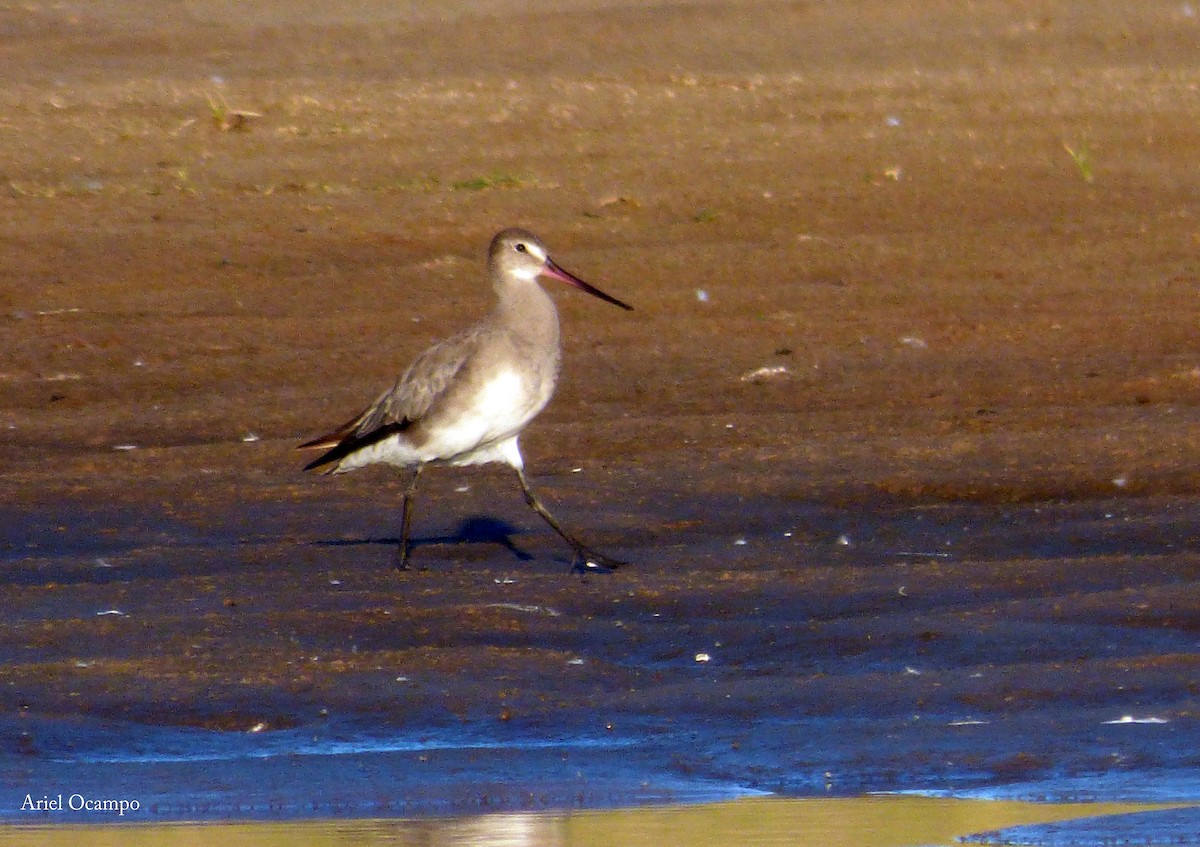 Hudsonian Godwit - ML537937921