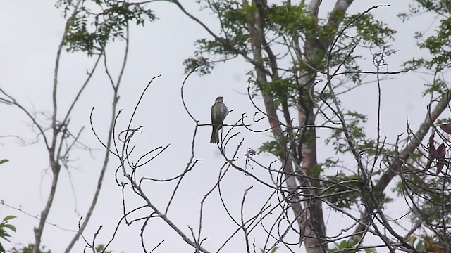 Piratic Flycatcher - ML537937951