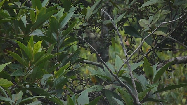 Planalto Tyrannulet - ML537938631