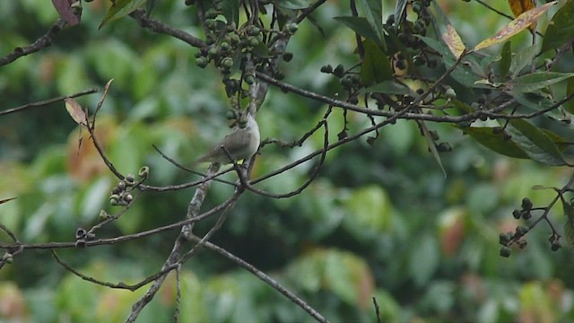 Planalto Tyrannulet - ML537938661