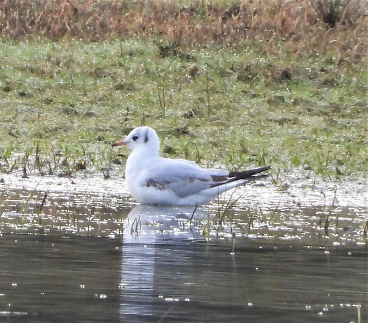 Black-headed Gull - ML537939191