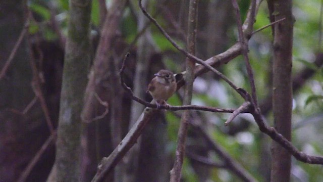 White-throated Spadebill - ML537939501