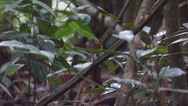 White-throated Spadebill - ML537939511