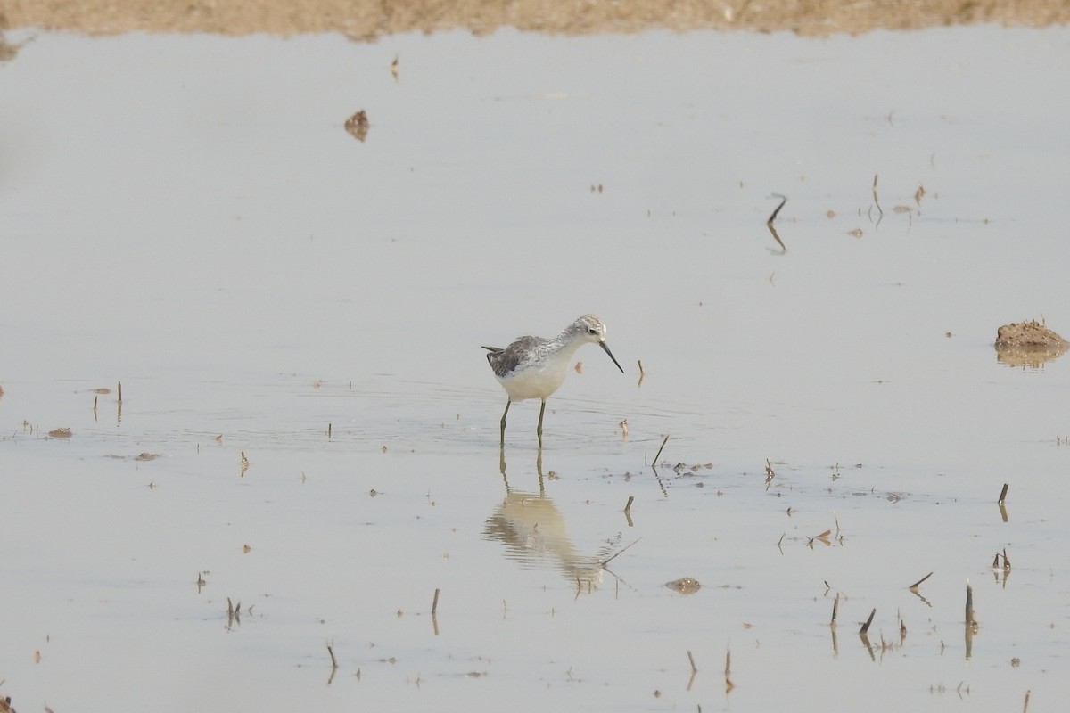 Marsh Sandpiper - ML537940181