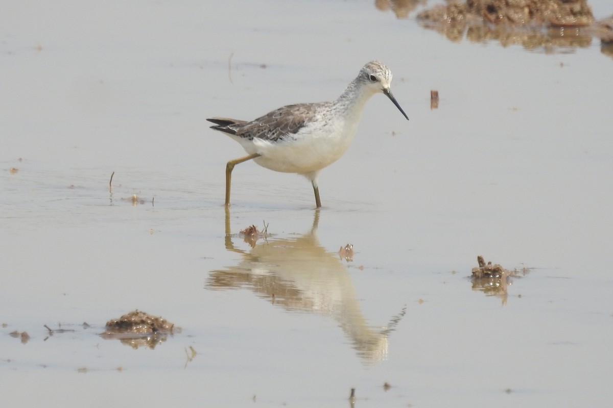 Marsh Sandpiper - ML537940211