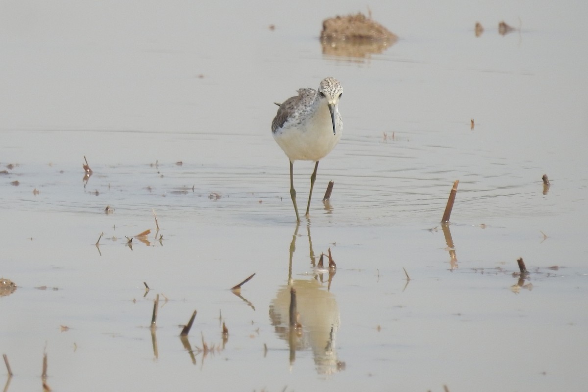 Marsh Sandpiper - ML537940221