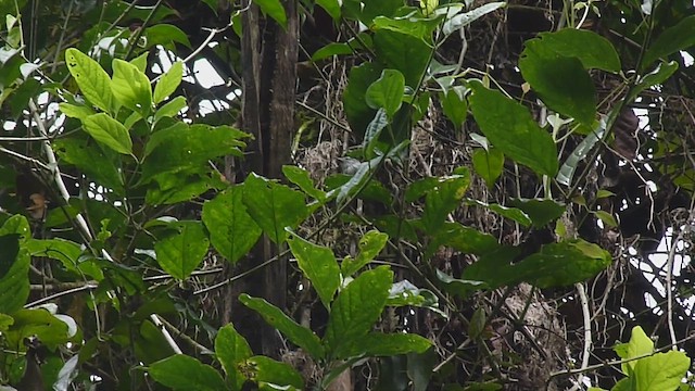 Orange-bellied Antwren - ML537941141