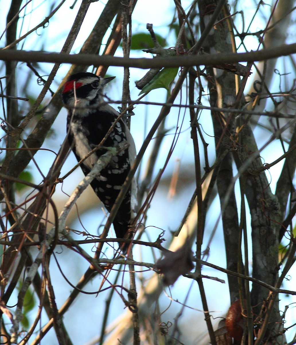 Downy Woodpecker - ML537941201