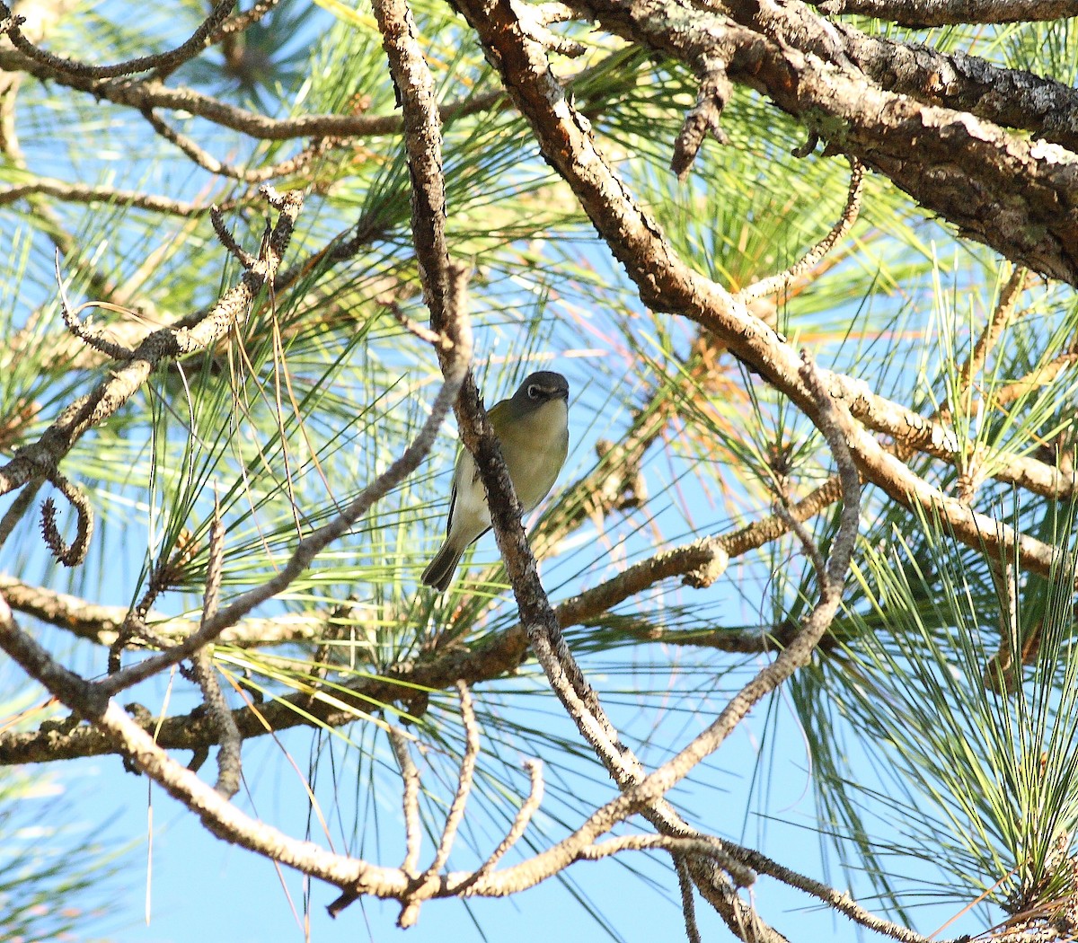 Mavi Başlı Vireo - ML537941351