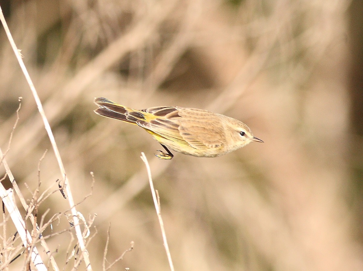 Palm Warbler - ML537941501