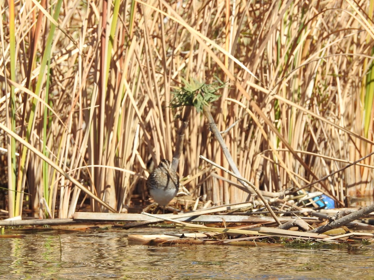 Wilson's Snipe - ML537941581