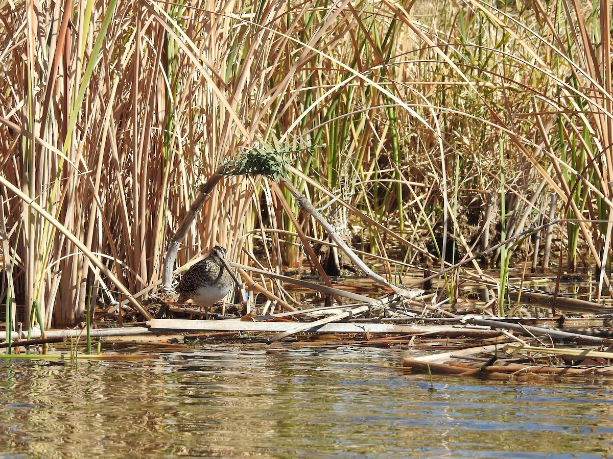 Wilson's Snipe - ML537941591