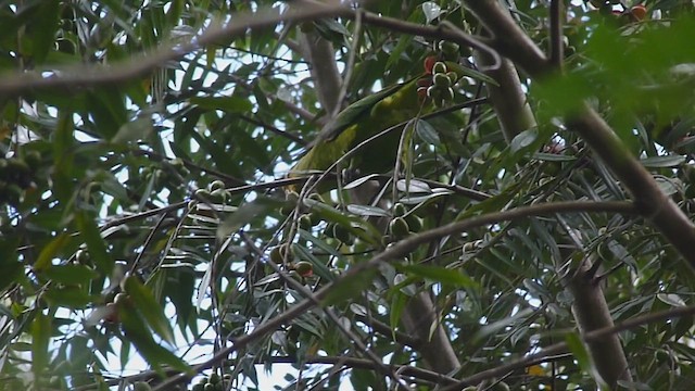 Golden-tailed Parrotlet - ML537941901