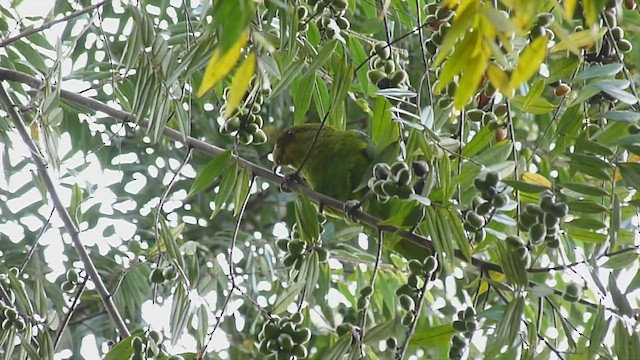 Golden-tailed Parrotlet - ML537941911