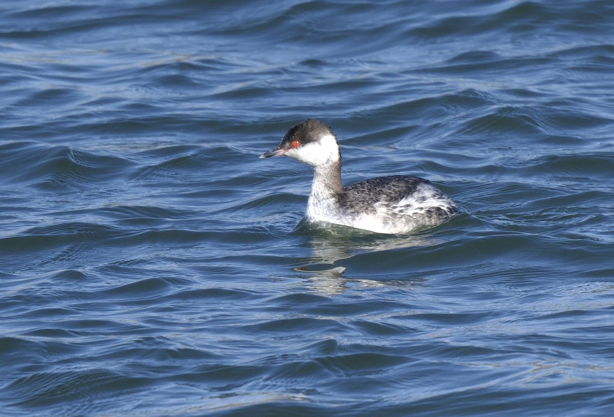 Horned Grebe - ML537942511