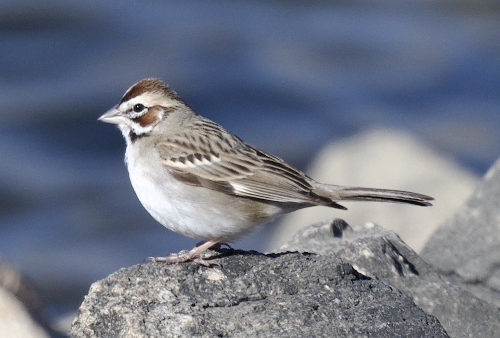 Lark Sparrow - ML537942991