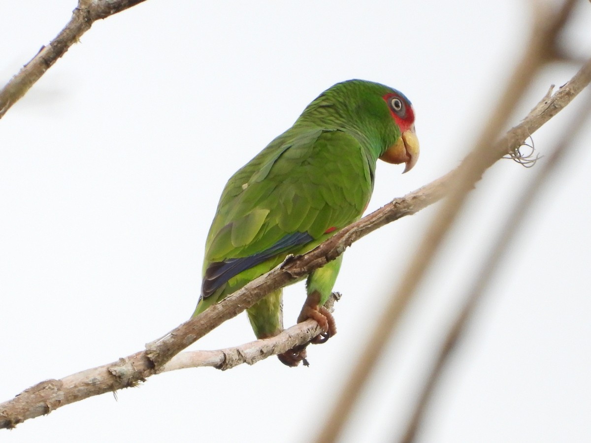 White-fronted Parrot - ML537944621