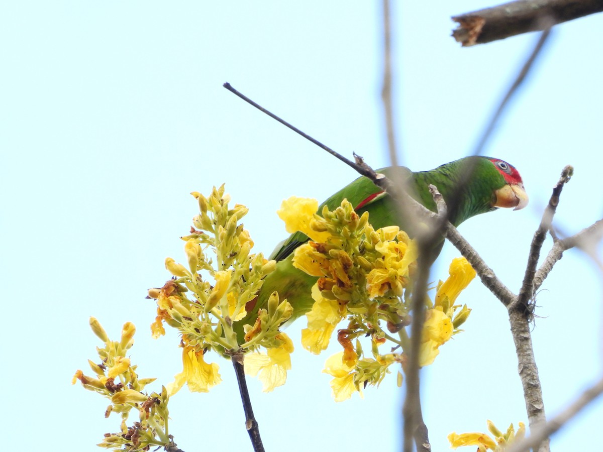 White-fronted Parrot - ML537944631