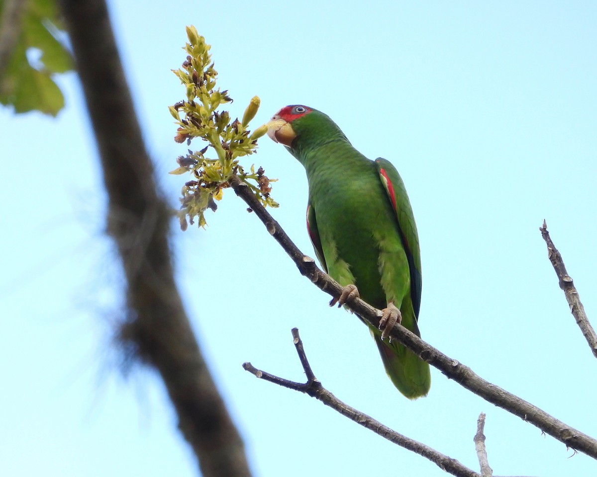 White-fronted Parrot - ML537944641