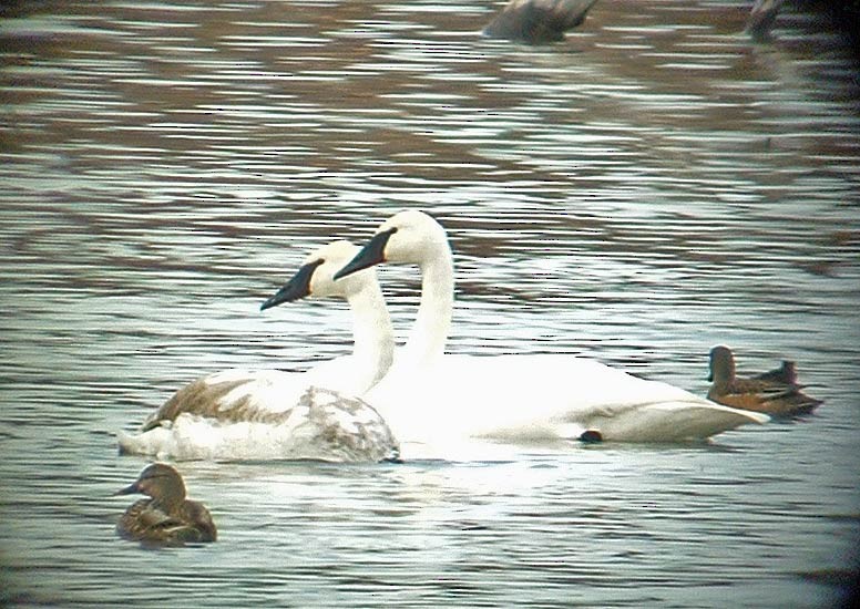 Trumpeter Swan - ML537946181